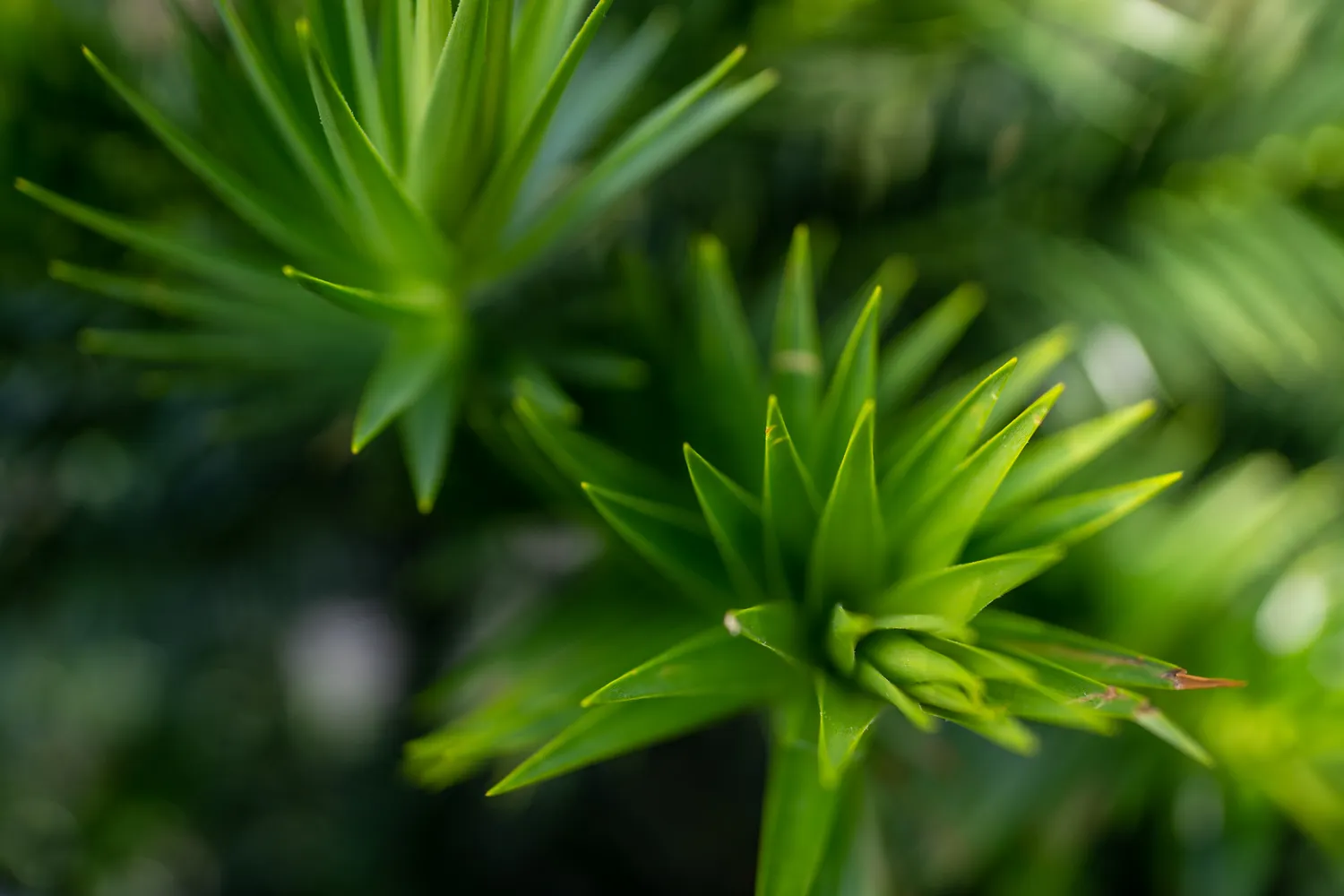 Nature photograph by AJ Latteri