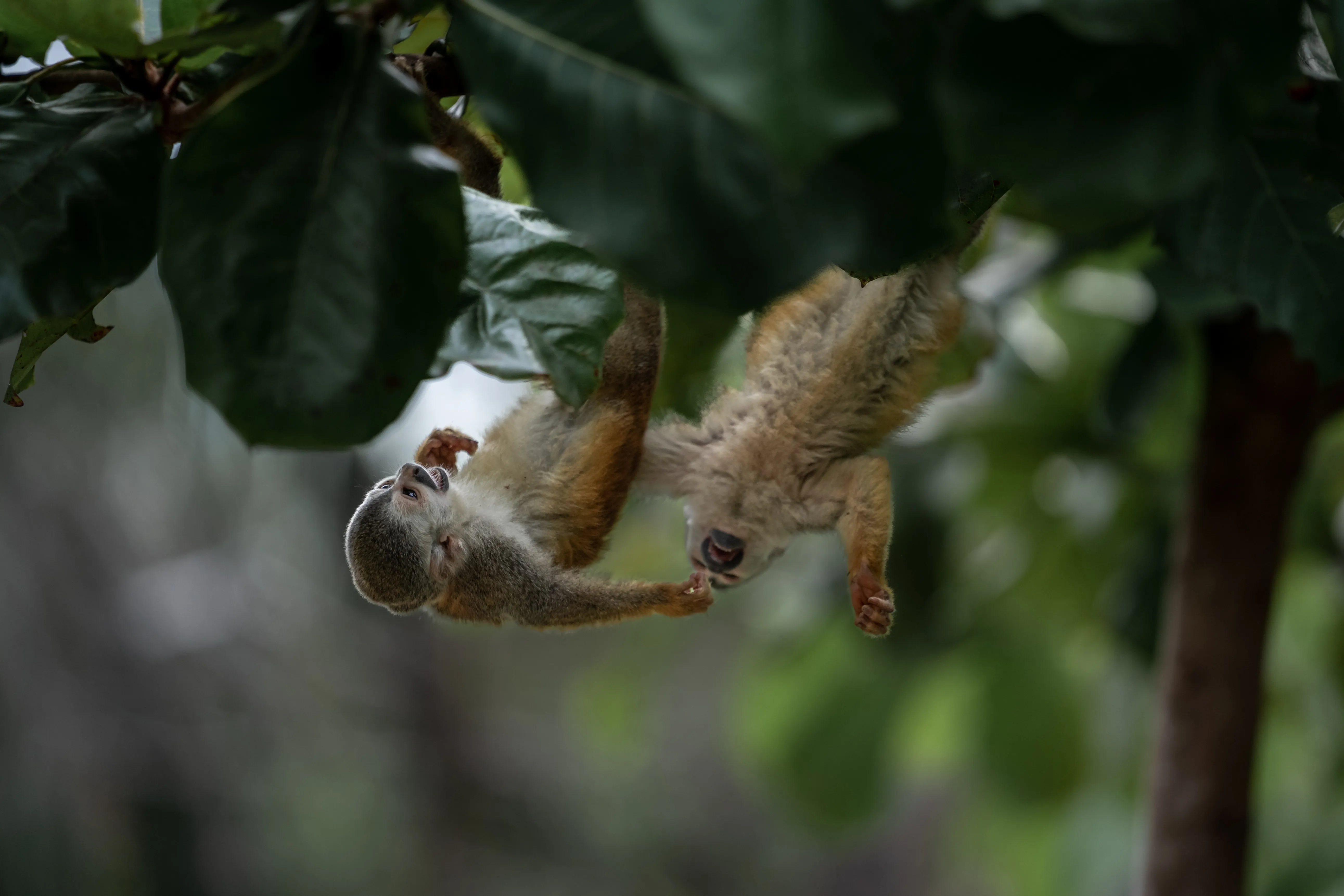 Nature photograph by AJ Latteri