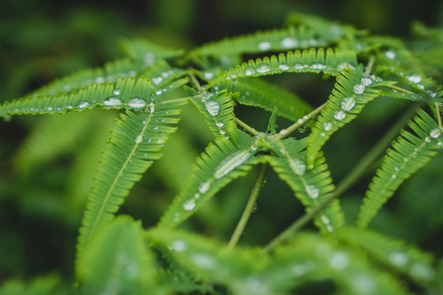 Nature photograph by AJ Latteri